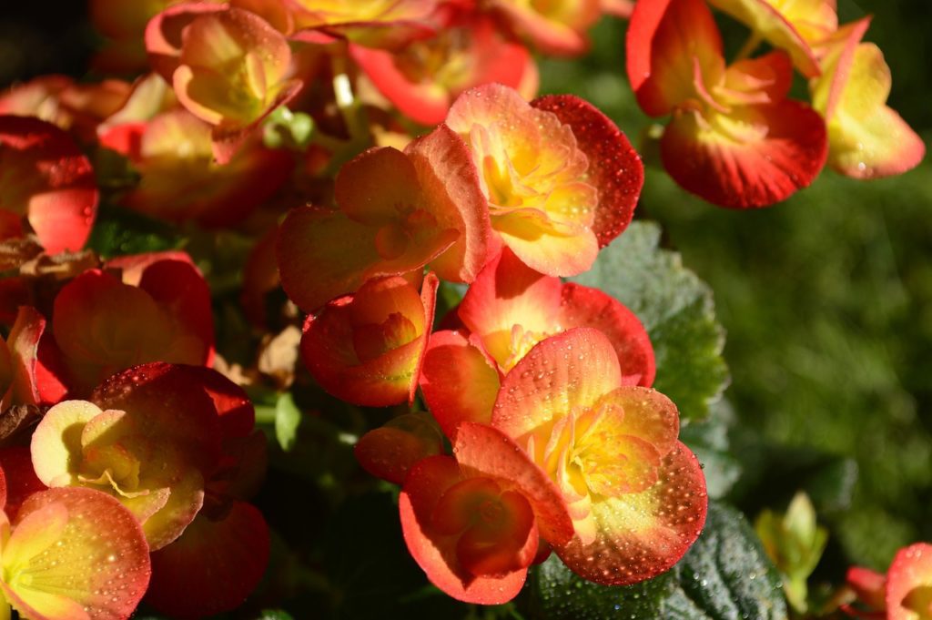 Lyckas med din begonia