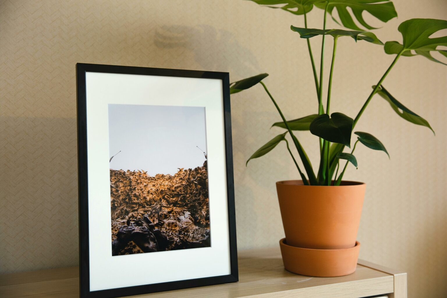 Feng Shui och växter: Skapa harmoni hemma